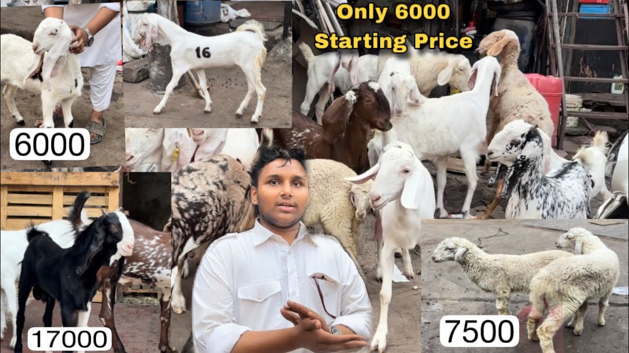 Gazi Bhai Ka Offer Saste Rate Mai Quality Bariya And Bakre All ￼India Transportation | Mumbai 