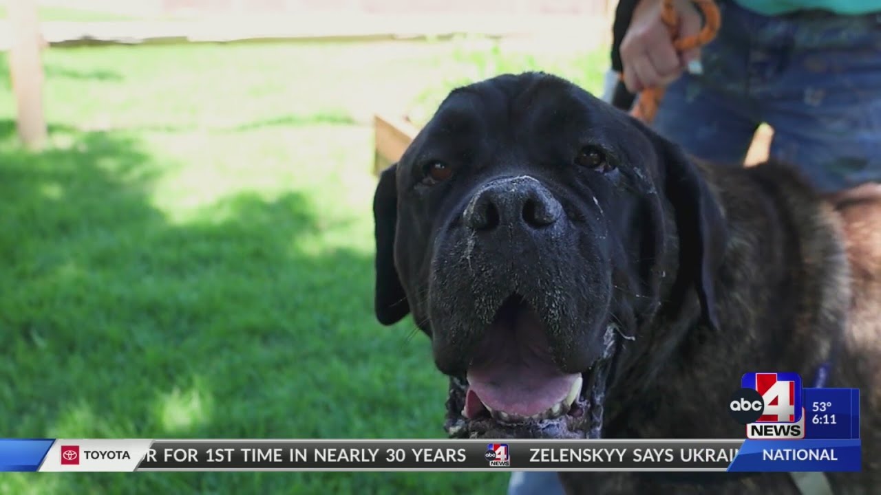 ACTS OF KINDNESS: Volunteering at the Humane Society