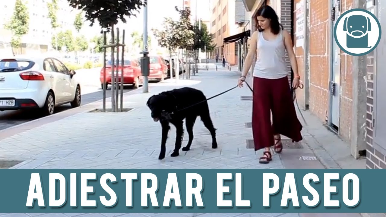 Cómo Enseñar A Pasear A Tu Perro Sin Que Tire De La Correa