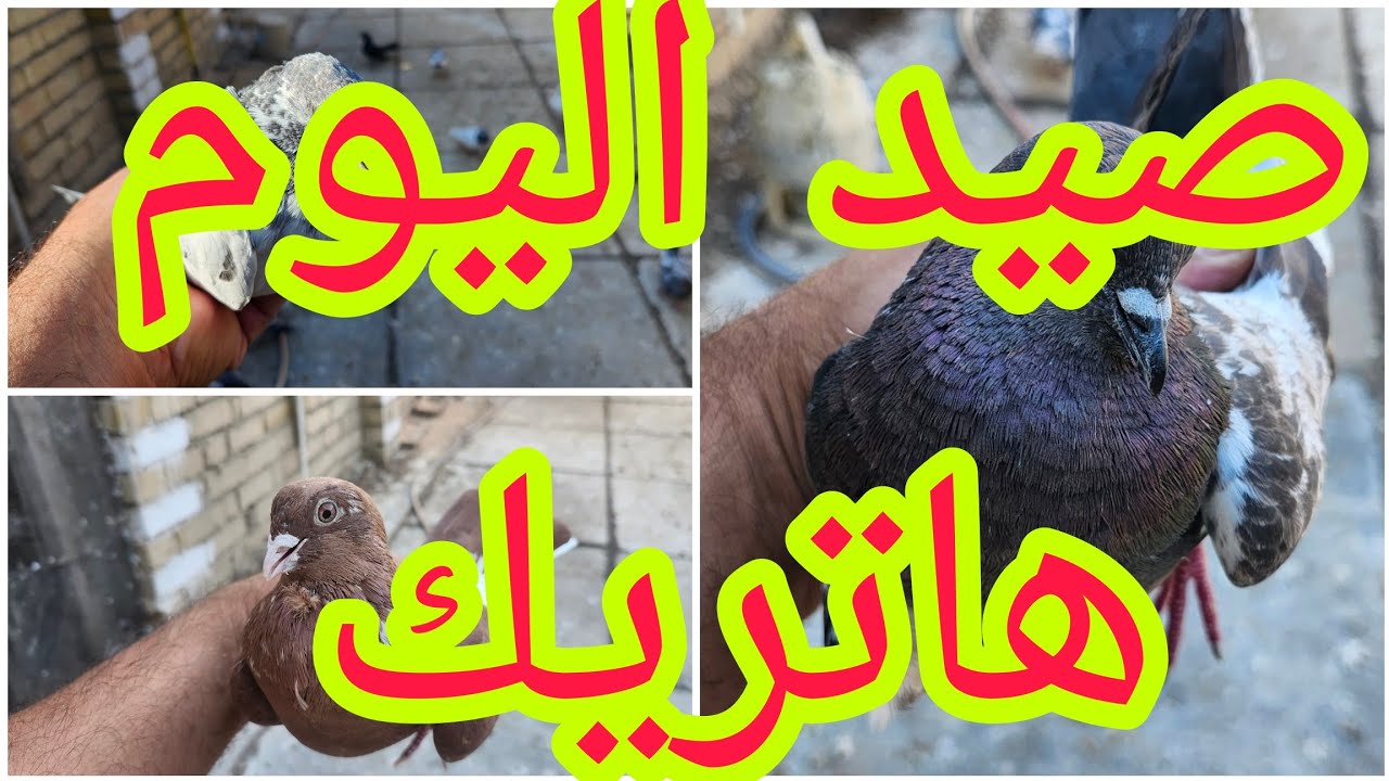 🥰صيد اليوم هاتريك  ثلاث لعيونكم🥰🥰🥰وكملت الخانه وصورتلكم الافراخ بلخانه تعالو شوفوو🥰@