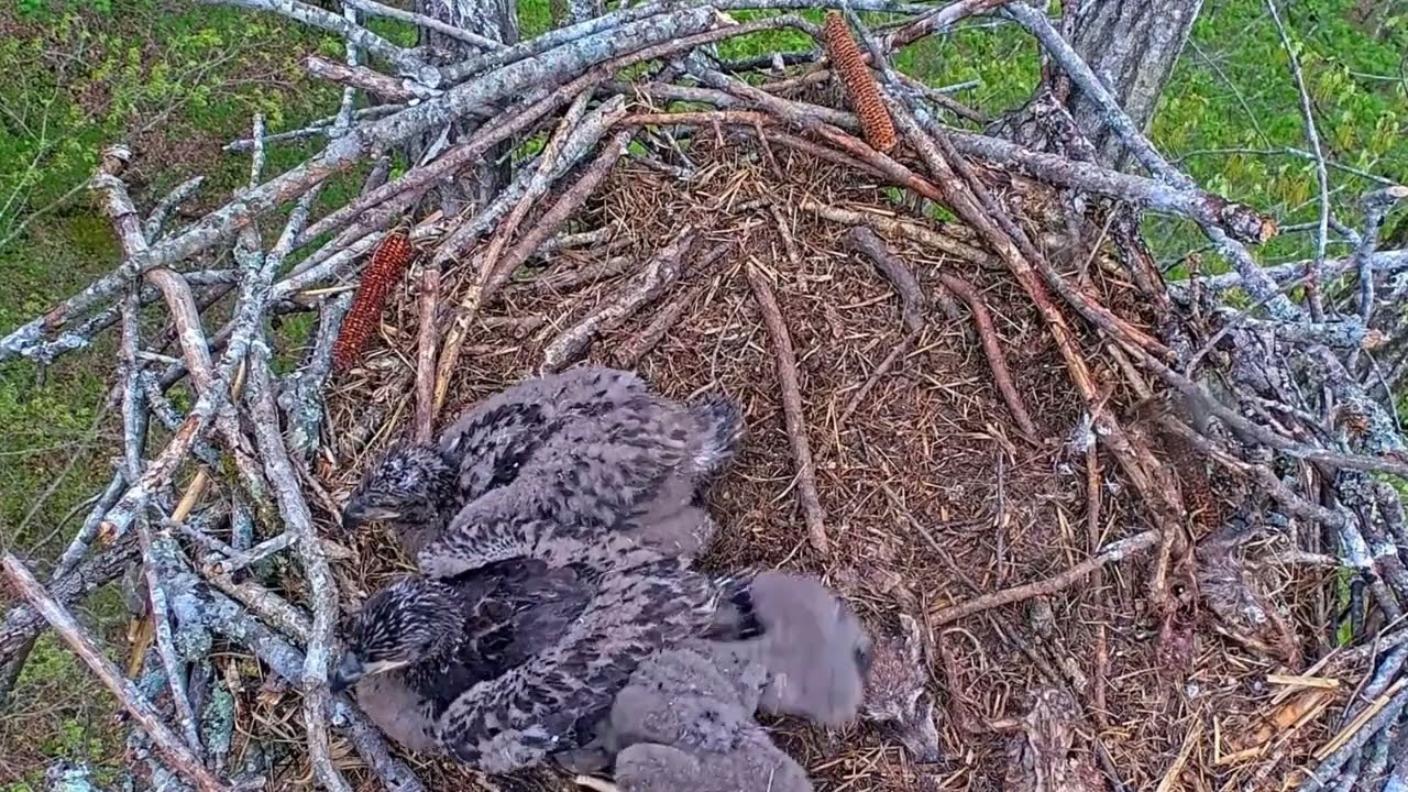 EP#401 #baldeagle Review birds in nest with nature #birdslovers #birdsounds #birdsnest #wildbirds