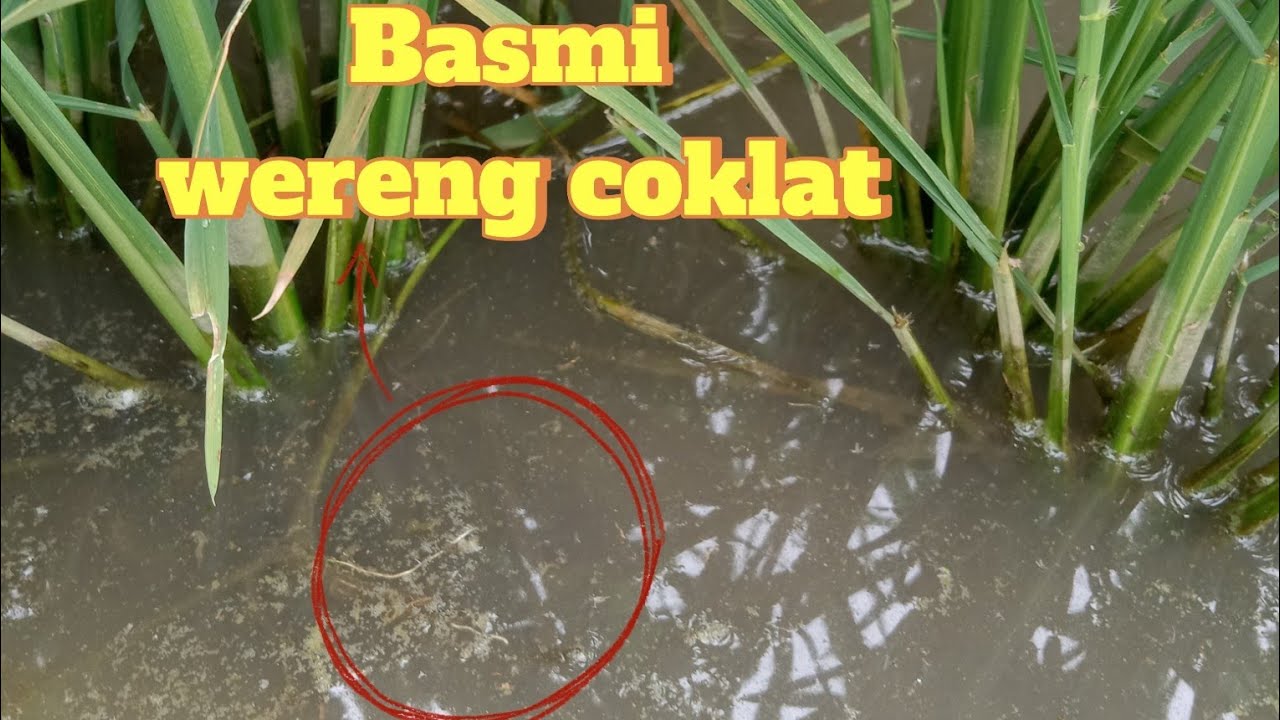 ARTOS 100 SL untuk WERENG  yang membandel