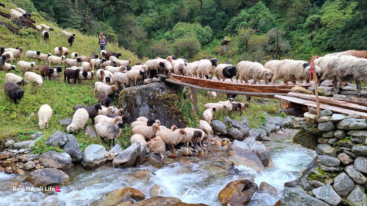 This is Sheep Shepherd Life | Sheep Herd Crossing the Raw Bridge | Real Nepali Life | 