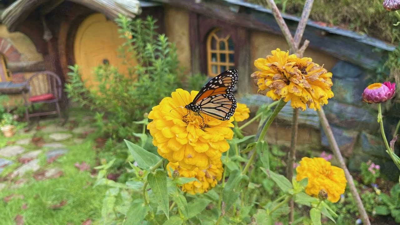 2305 紐西蘭 Hobbiton 進入魔戒的哈比村