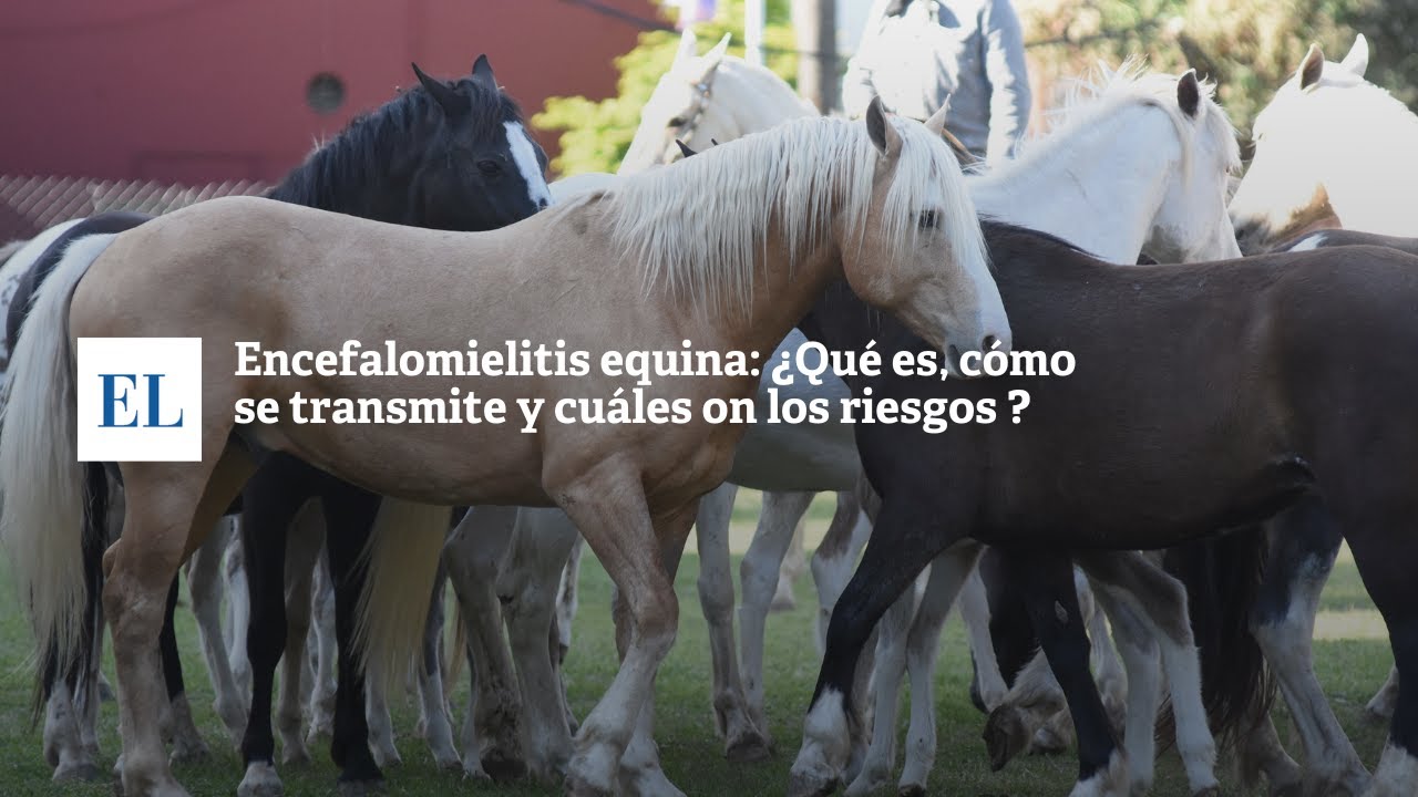 ENCEFALOMIELITIS EQUINA: ¿QUÉ ES, CÓMO SE TRANSMITE Y CUÁLES SON LOS RIESGOS ?