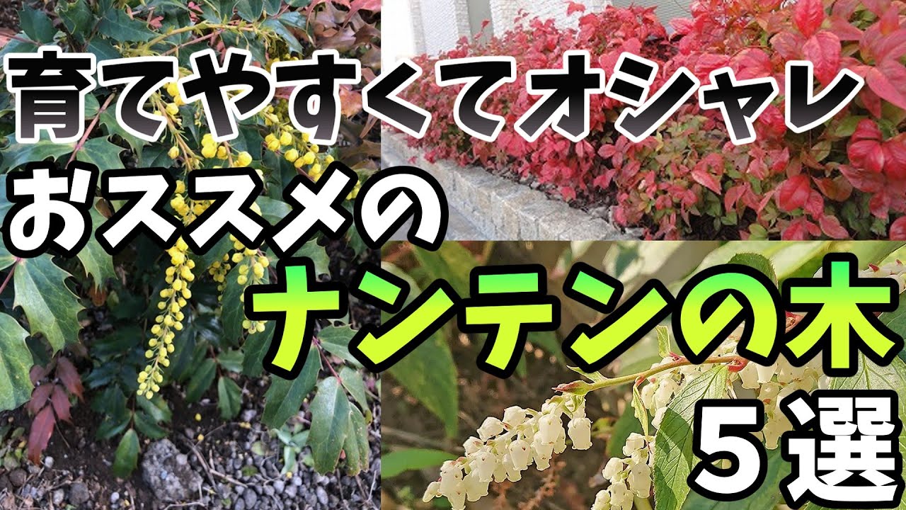 育てやすくておしゃれ！おすすめナンテンの木5選【お庭解説】