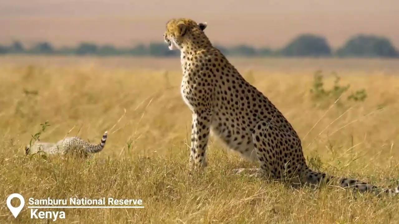 DISCOVER THE WILD SOUL OF KENYA – SAMBURU NATIONAL RESERVE