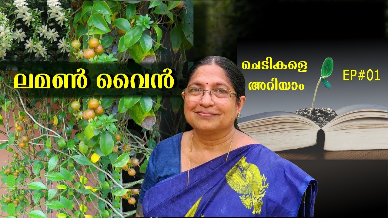 EP #01 ചെടികളെ അറിയാം Chedikale Ariyam Lemon Vine Malayalam