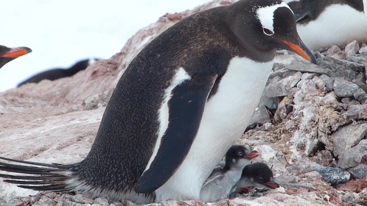 Manchots en scène, Péninsule antarctique.