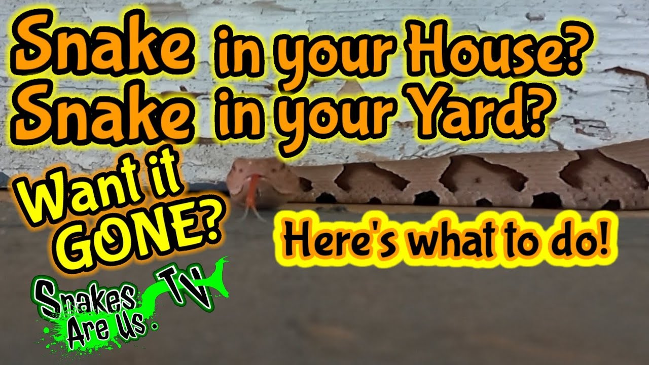 Snake in your House? Snake in your Yard? Want it Gone? Here's what you need to know!