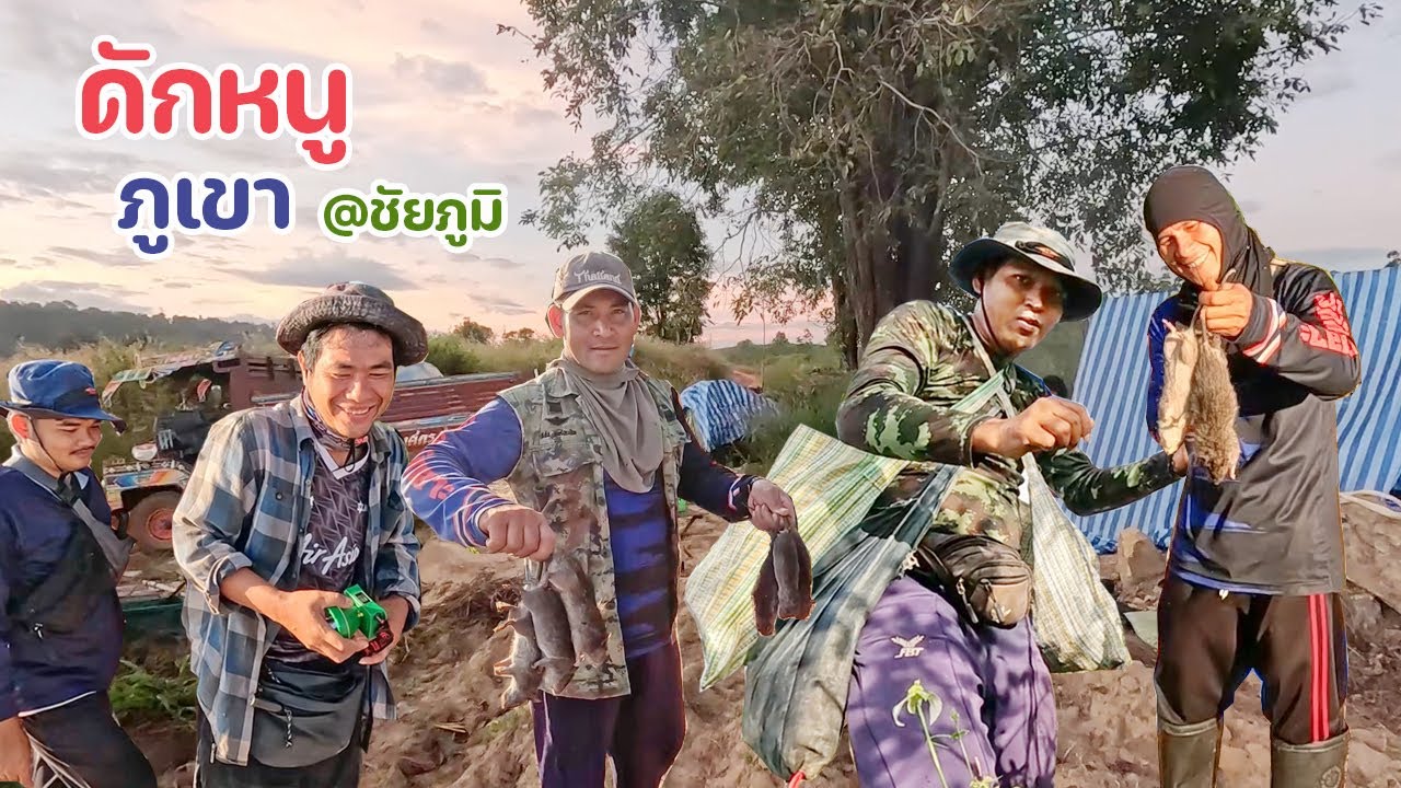 ดักหนูครัวในไร่มัน บนภูเขา ด้วยเหยื่อปลาหวาน กับทีมงานที่ชัยภูมิ คืนที่ 1