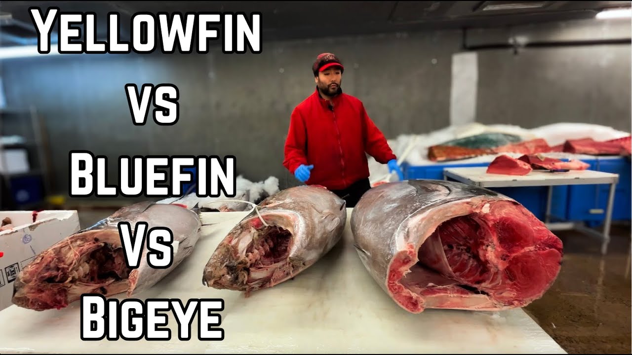 Желтоперый, большеглазый и синеперый тунец – в чем разница? 🐟🔍