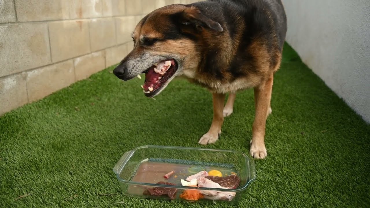 Our Dog Edu eating Raw Meat