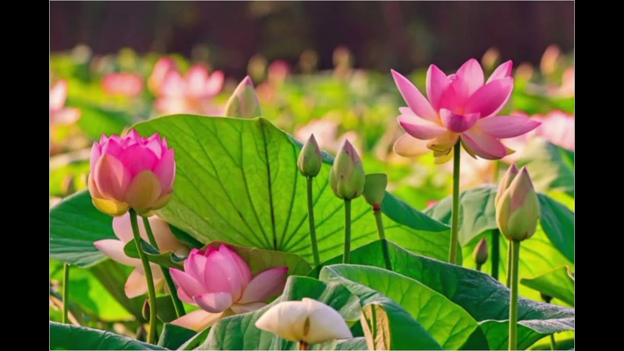 পদ্ম ফুল নিয়ে গান /  জলে ভাসা পদ্ম আমি