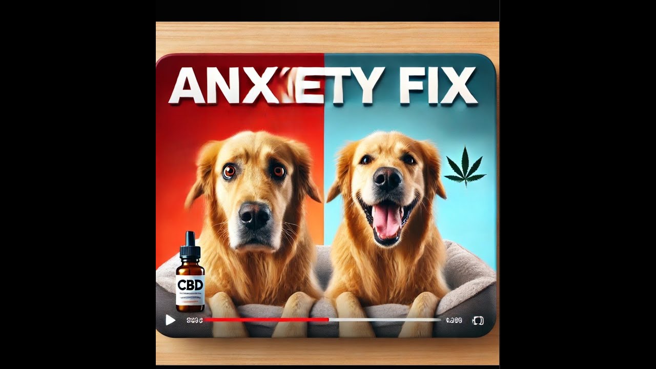 7 Natural Ways to Calm an Anxious Dog at Home (No Meds Needed!)