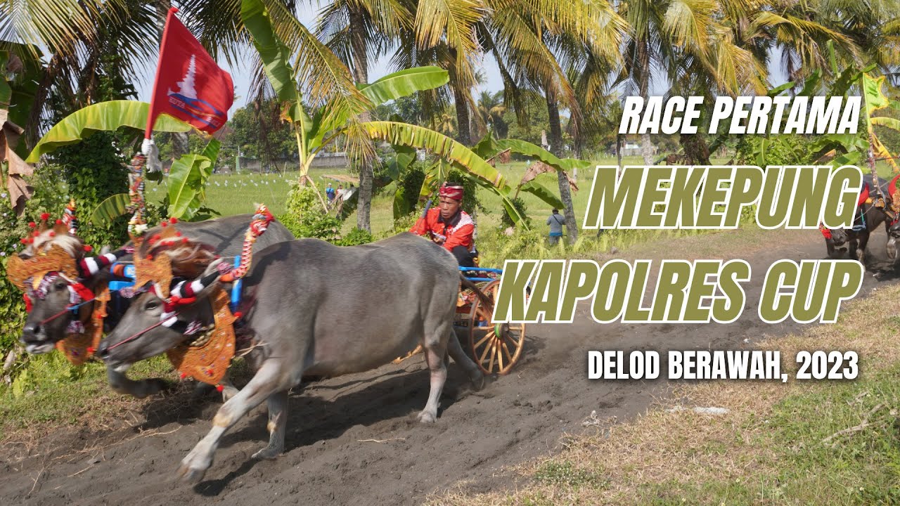 Race Pertama Mekepung Kapolres CUP - Delod Berawah - 11 Juni 2023