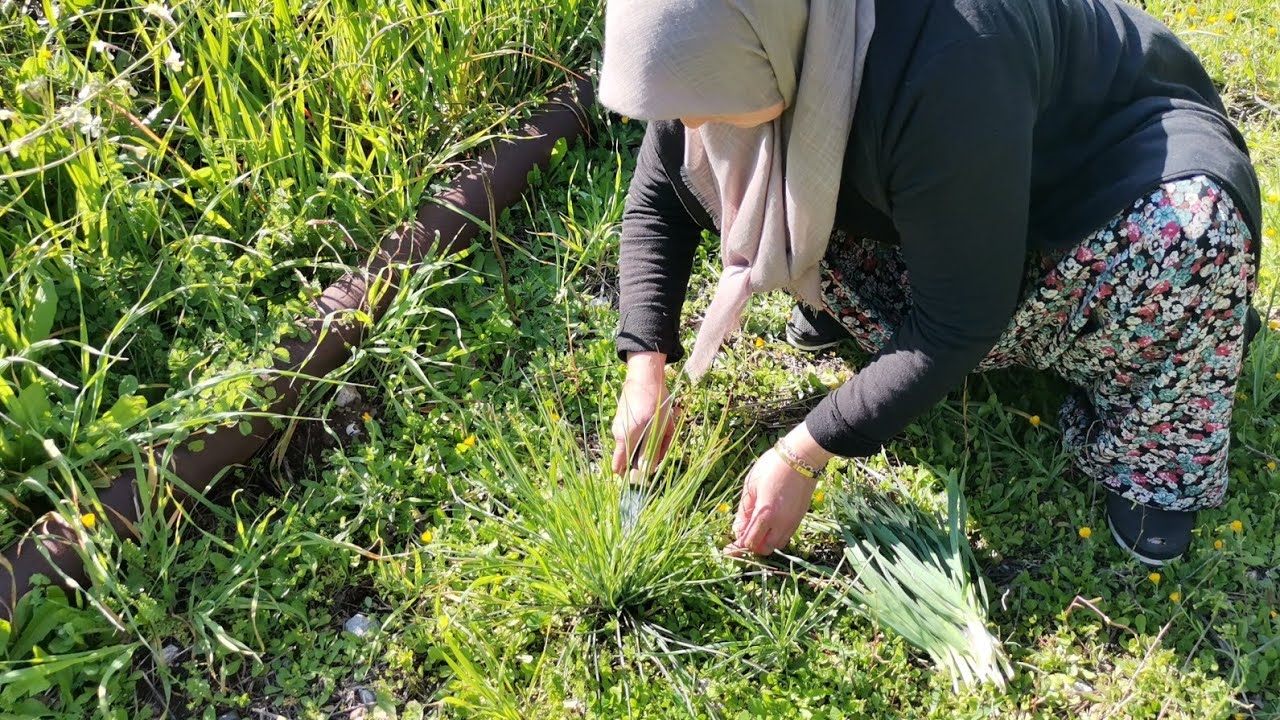Şifa niyetine teyzeme ot topladım 🌿Ablamla bahçeyi dolandık otlar kartlaşmış artık