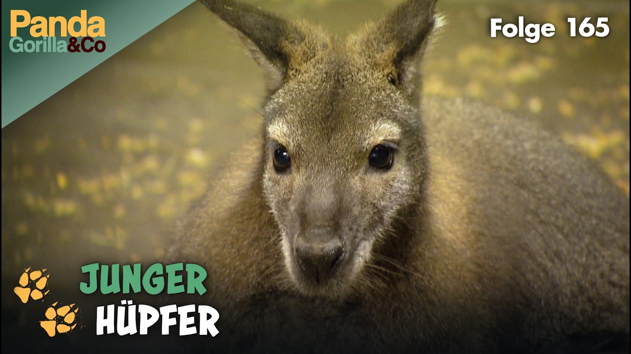 Känguru Nachwuchs auf Zoo-Entdeckungstour | Panda, Gorilla & Co.