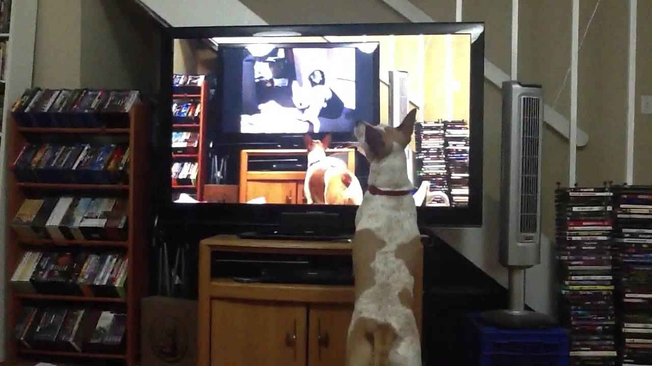 Deja Vu Dog