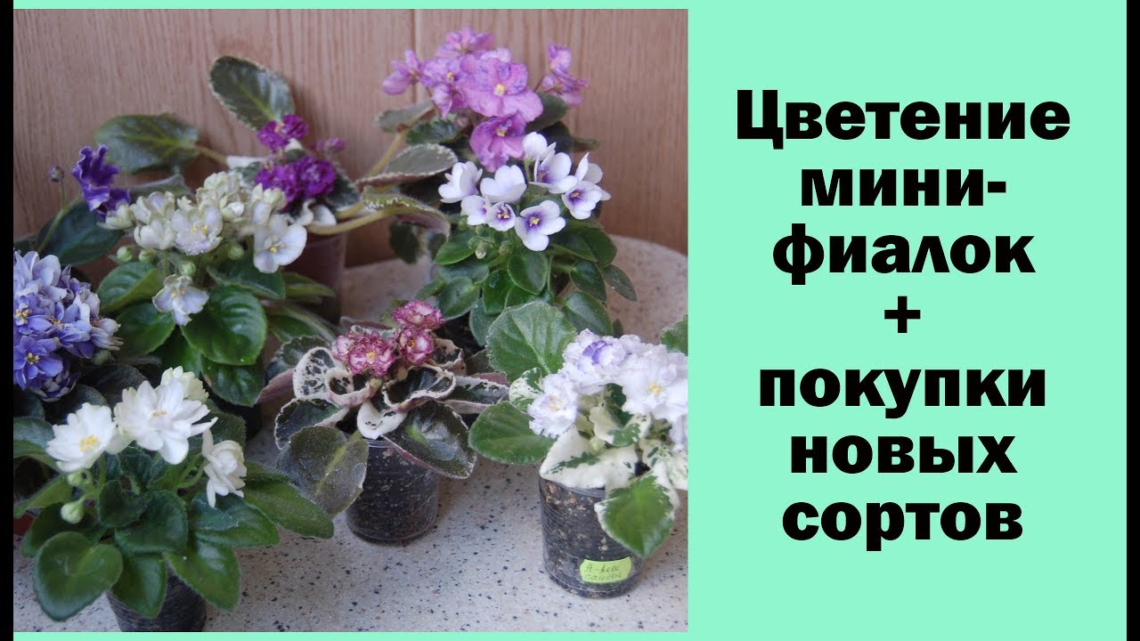 Цветущие мини-фиалки + покупка новых деток