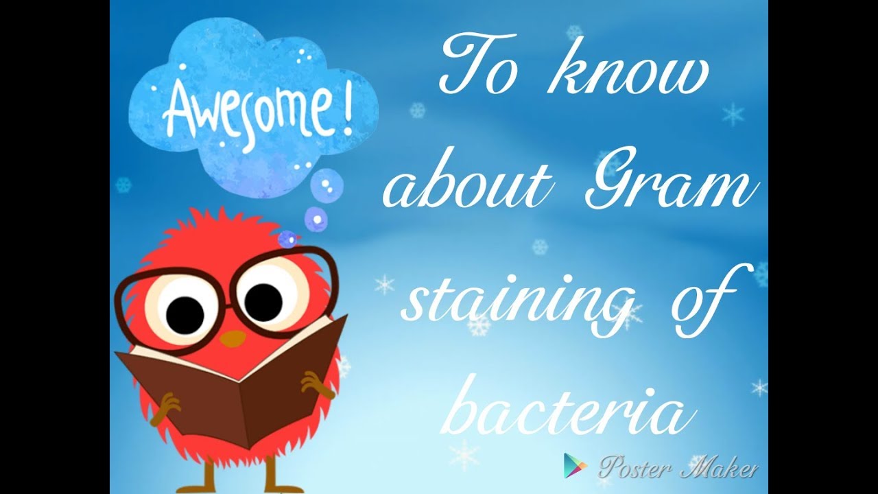 gram staining of bacteria ( A staining method)..