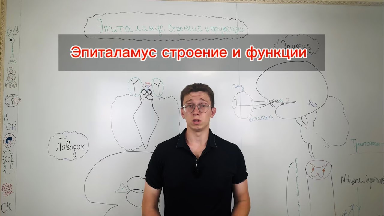 ЭПИТАЛАМУС Третий глаз и биологические часы мозга 🧠⏰