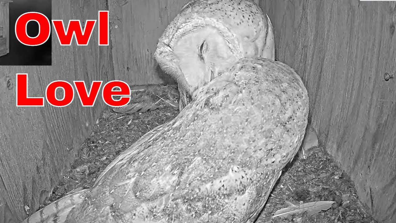 🦉💬 Sweet Conversation: Barn Owl Pair Chats and Preens Inside the Nest