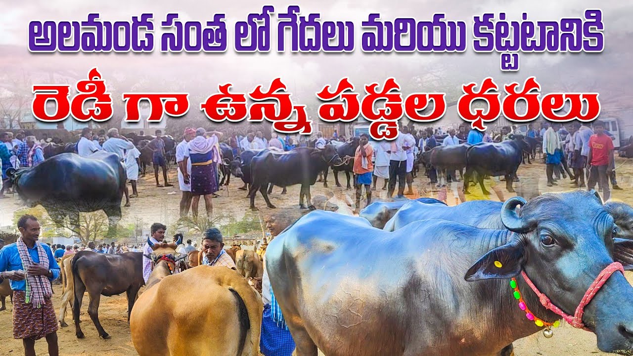 alamanda buffallo & hifer market, అలమండ సంతలో గేదెలు మరియు పడ్డ ల ధరలు...