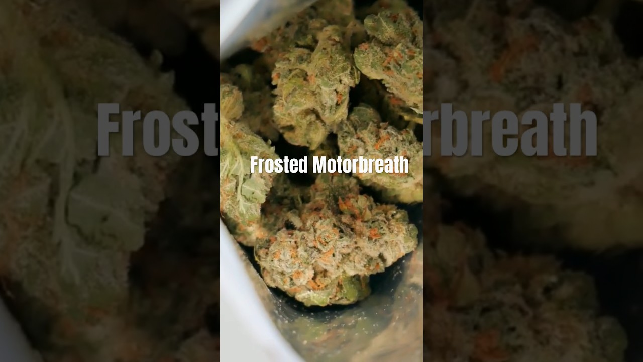 TAKING A PEEK at Frosted Motorbreath flower 😳 #shorts