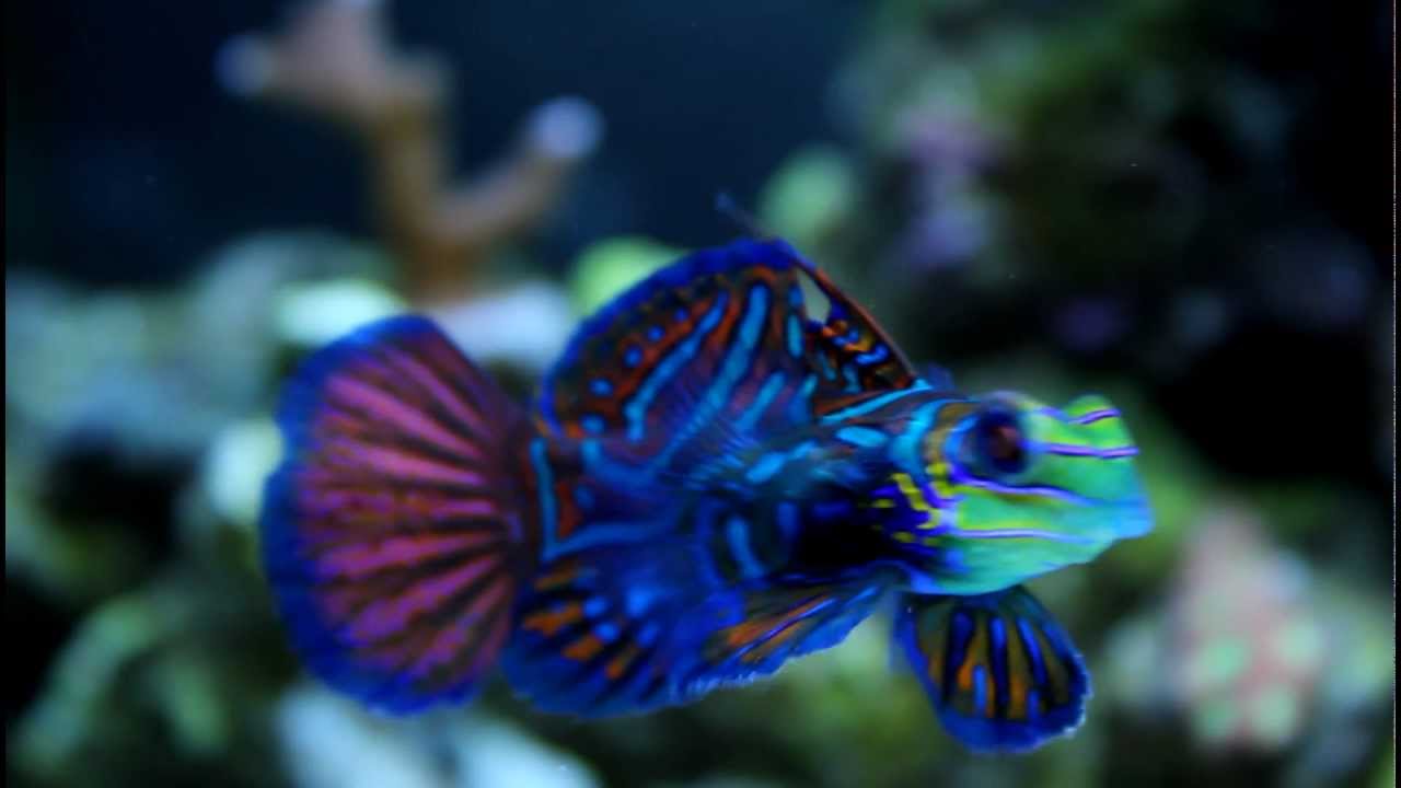 20 Gallon Mandarin Feeding!