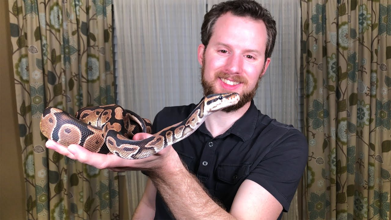 My Ball Python (Python regius)