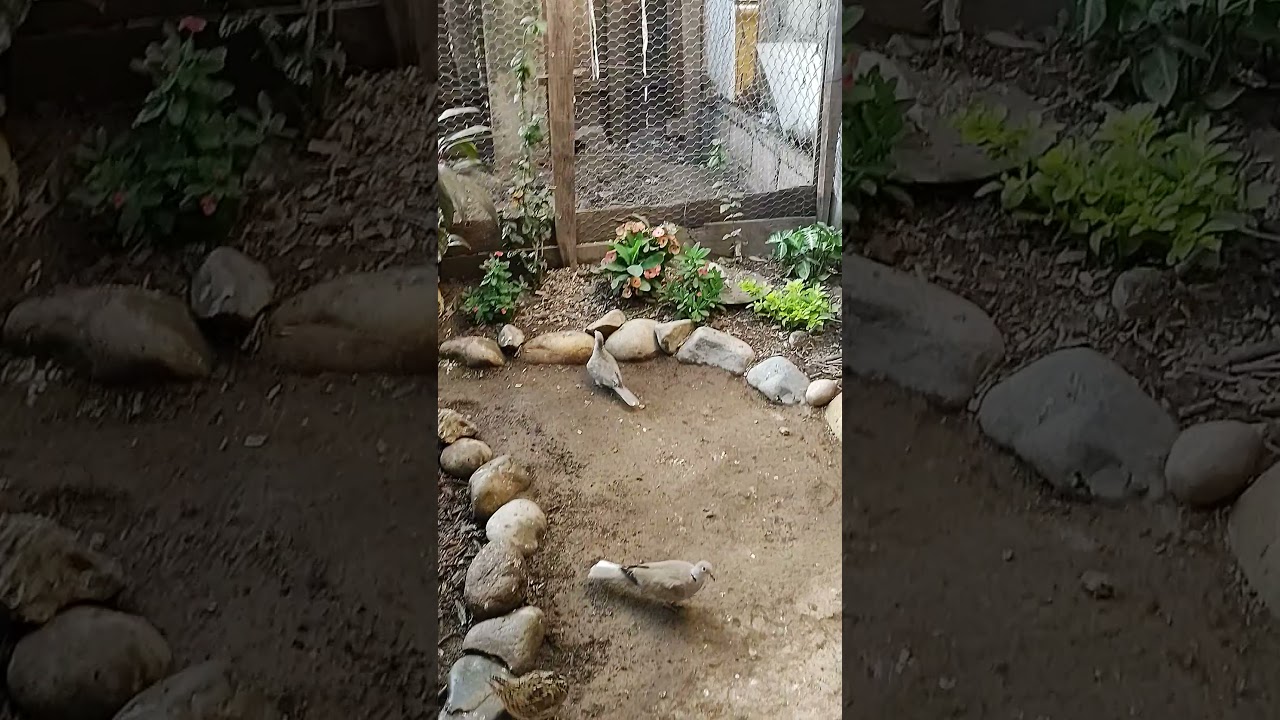 Recorrido por nuestro Aviario Palomas de Collar, alas Blancas, Codorniz, Conguchitas