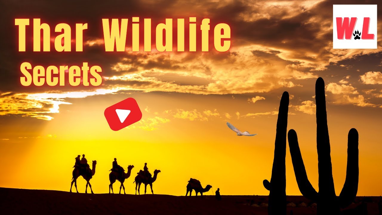 Thar Desert Wildlife: 10 Famous Animals You Will Love