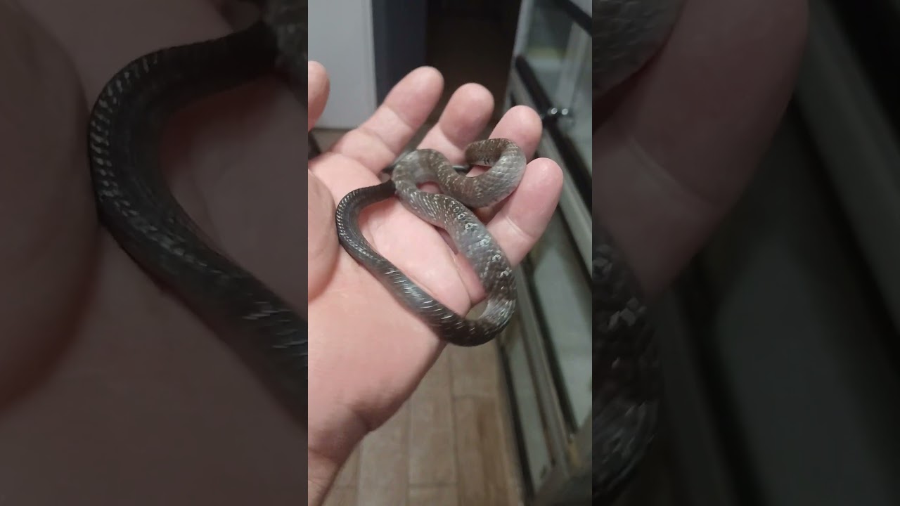 #snake