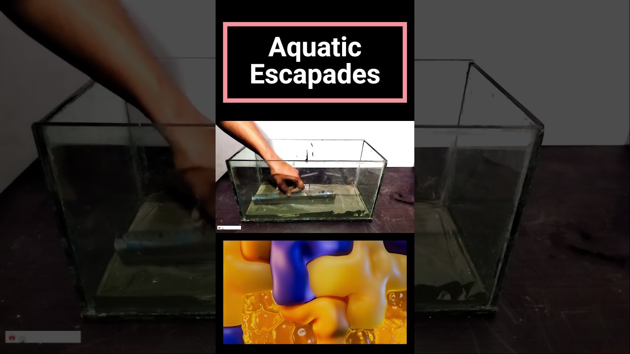 Aquatic escapades Aquarium Makeover Magic 