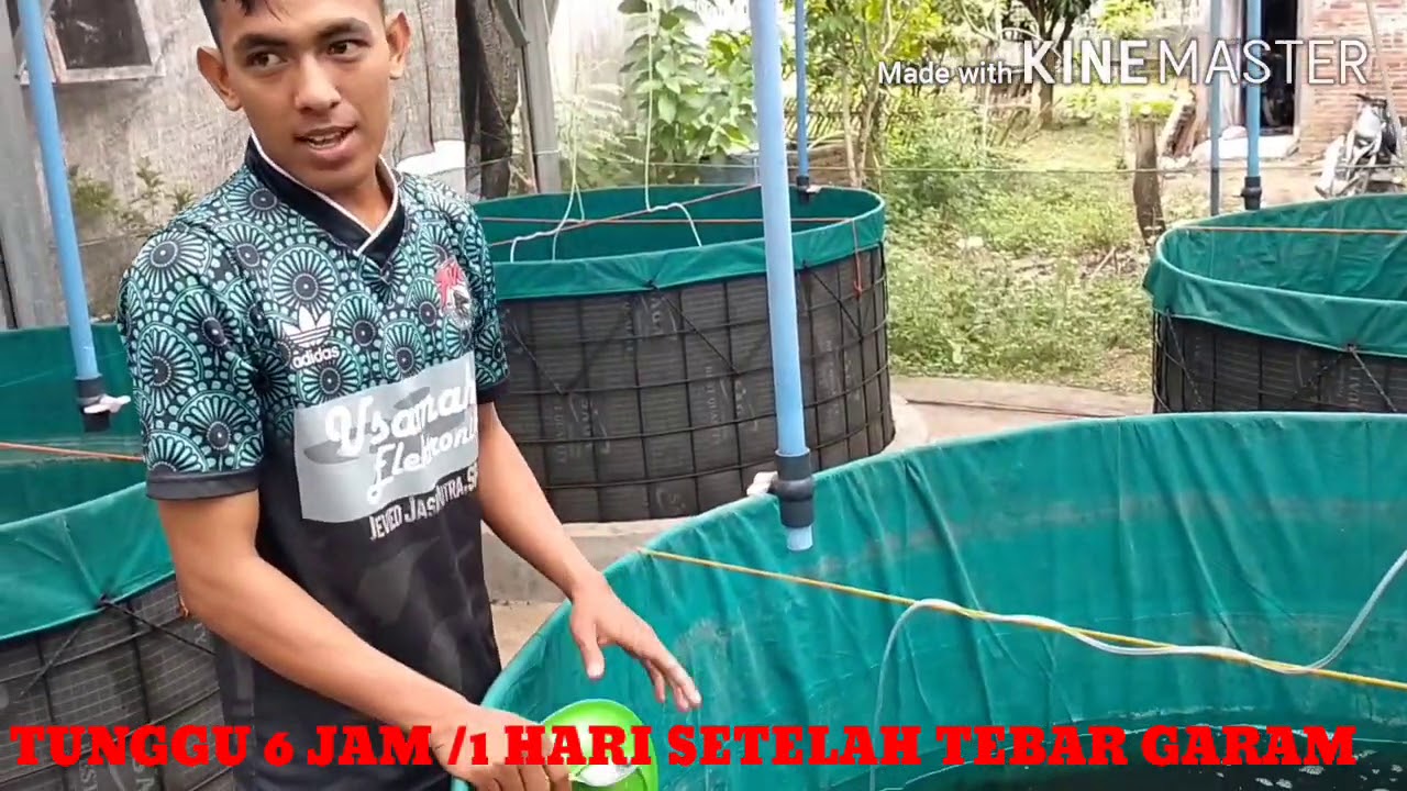 BUDIDAYA UDANG VANAMEI 