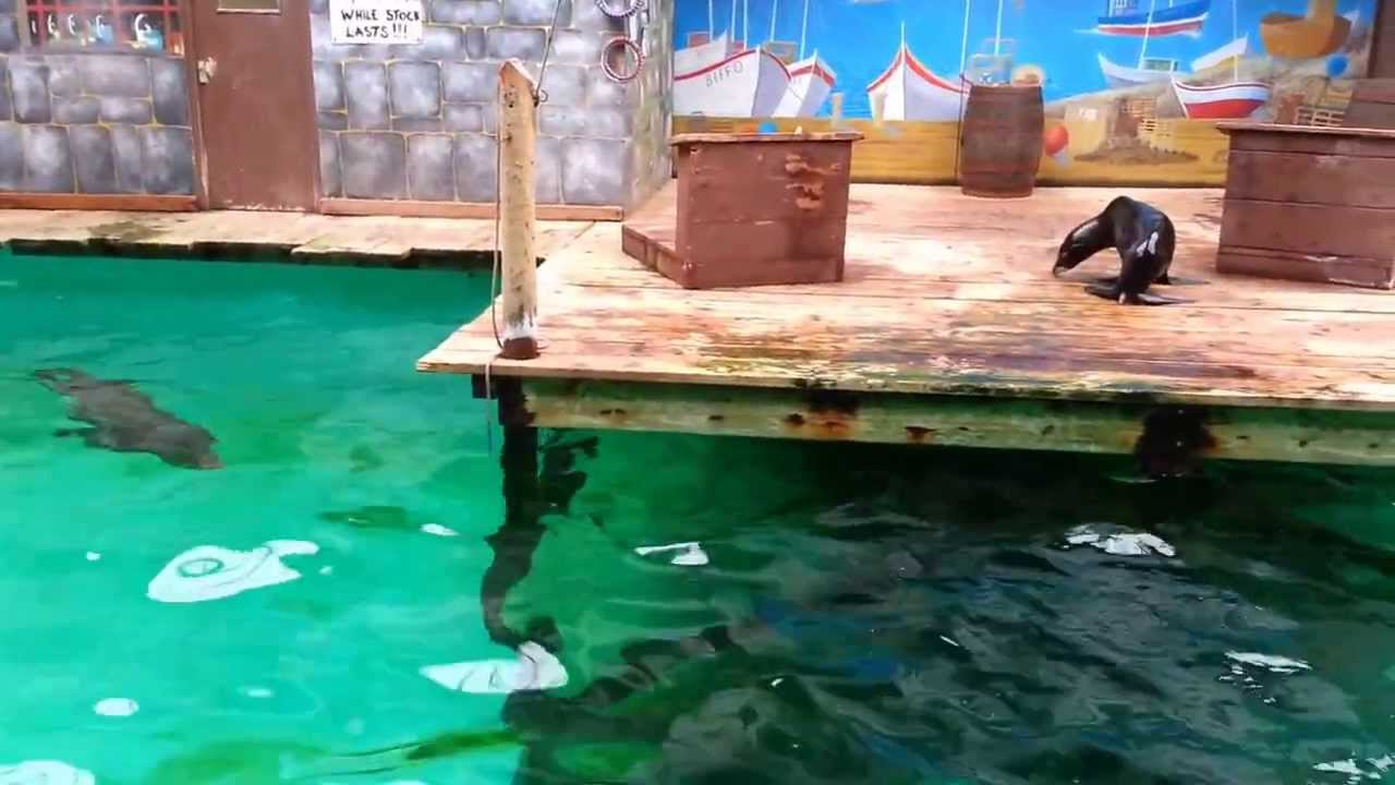 California Sea Lions Performing Fun Tricks - Knowsley Safari Park