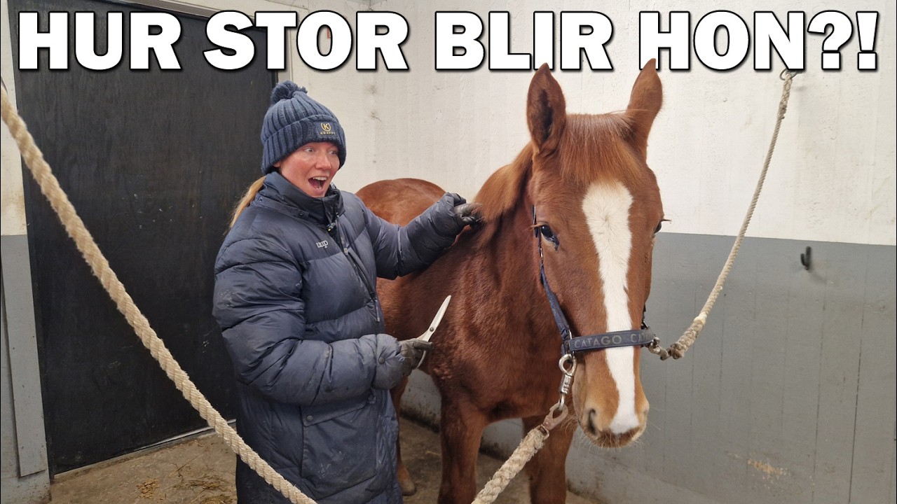 HUR STOR ÄR VILDA? - Stallvlogg
