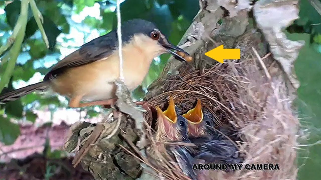 BLACK QUEEN ANT EGGs feed to Baby Birds | Tailor Bird Nestling Video | Birds
