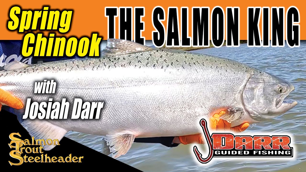 Spring Chinook THE SALMON KING!