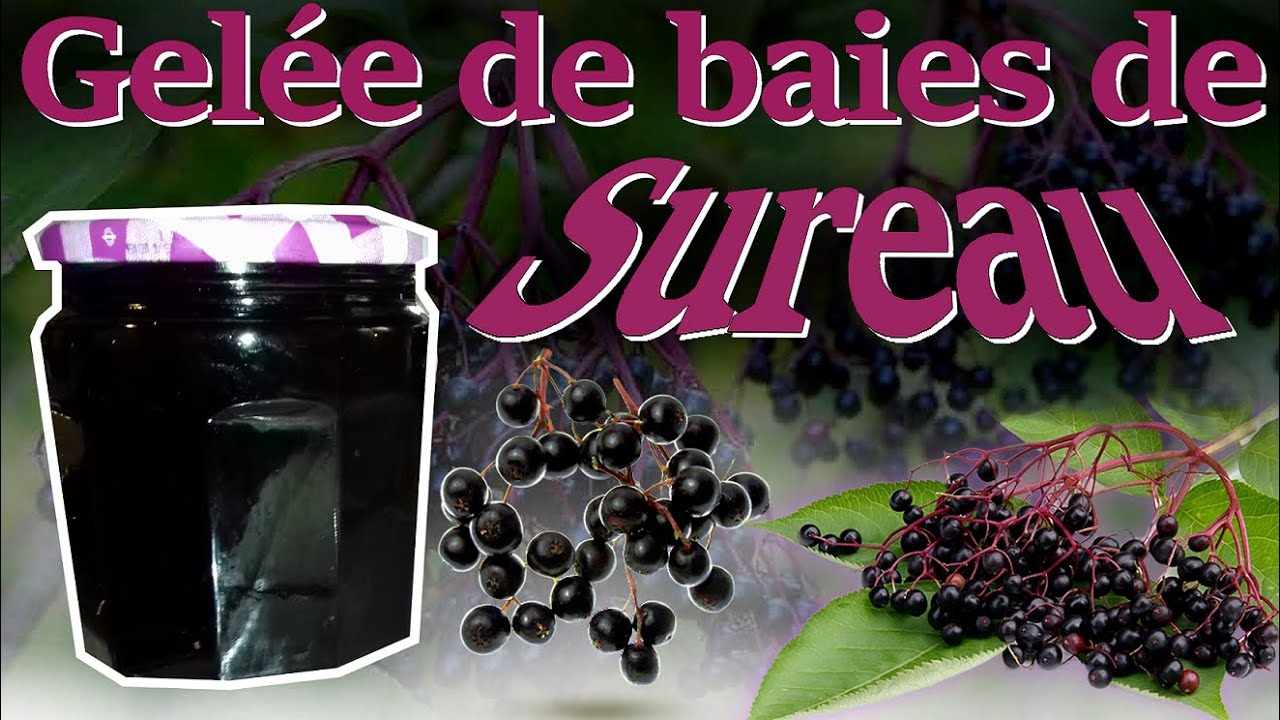 Comment faire sa gel&eacute;e de baies de Sureau ?