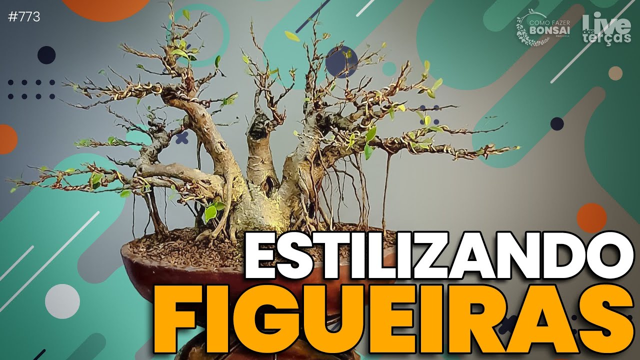 Segredos Artísticos para Bonsai de Figueira  |  LT 13 #773