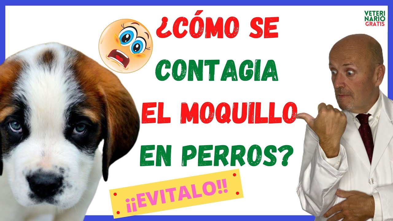 ⚠️ ¿CÓMO SE CONTAGIA EL MOQUILLO DE UN PERRO A OTRO? ⚠️y PERIODO DE INCUBACIÓN