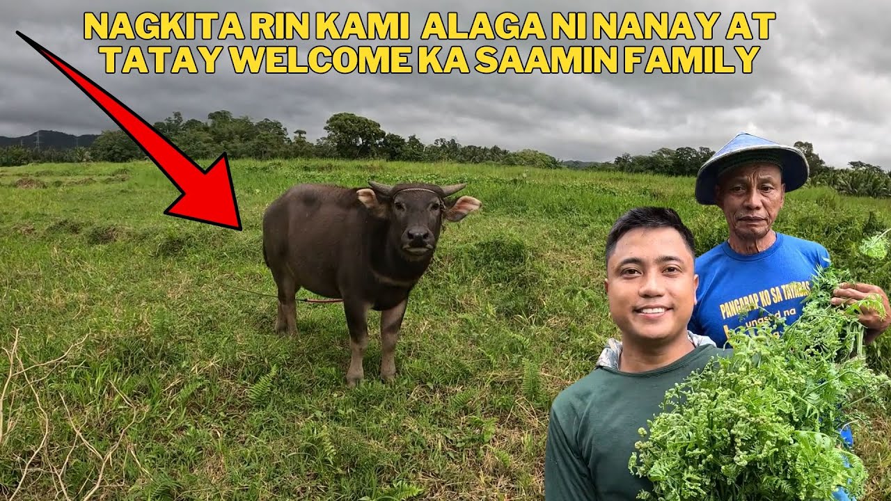 PAG UULA NG KALABAW NI TATAY NAGYUN LANG KAMI NAG KITA