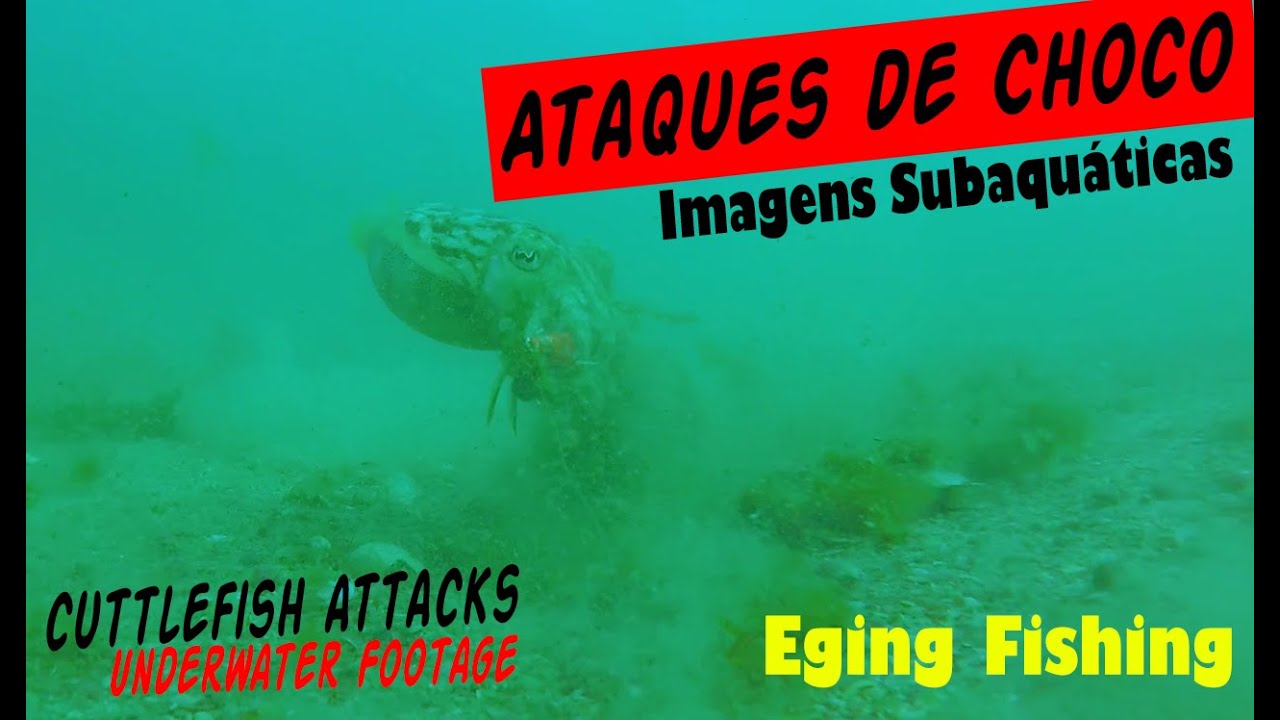 Chocos a Atacar Toneiras, Imagens Subaquátias!!! Underwater footage Cuttlefish attacks.