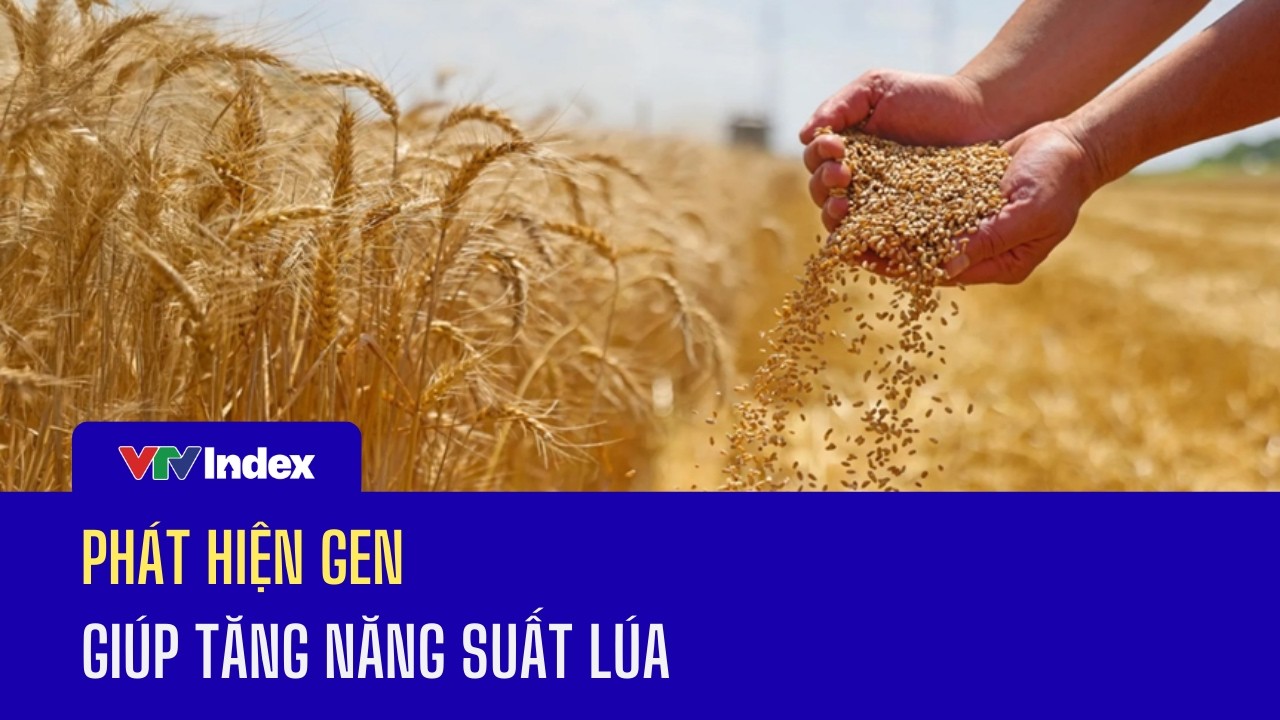 Phát hiện gen giúp tăng năng suất lúa | VTVIndex