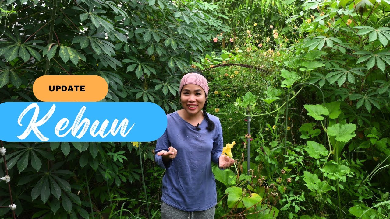 3 Bulan di tinggal, Kebun jadi Hutan kembali
