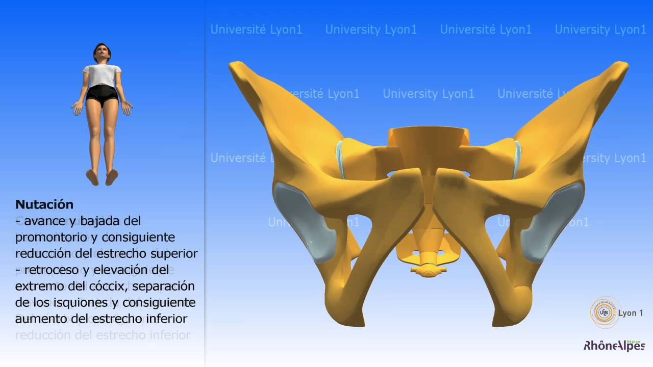 Artrología de la pelvis Nutación y contra nutación El caso del parto