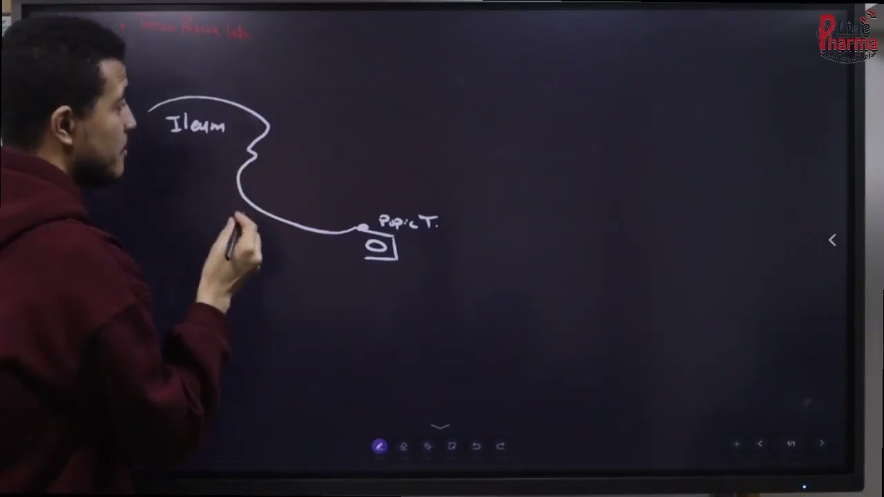 Anatomy 2 physical therapy  - L1(Lower Limb )