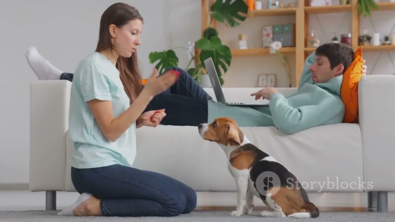 Mistakes Ruining Your Dog’s Training  2026